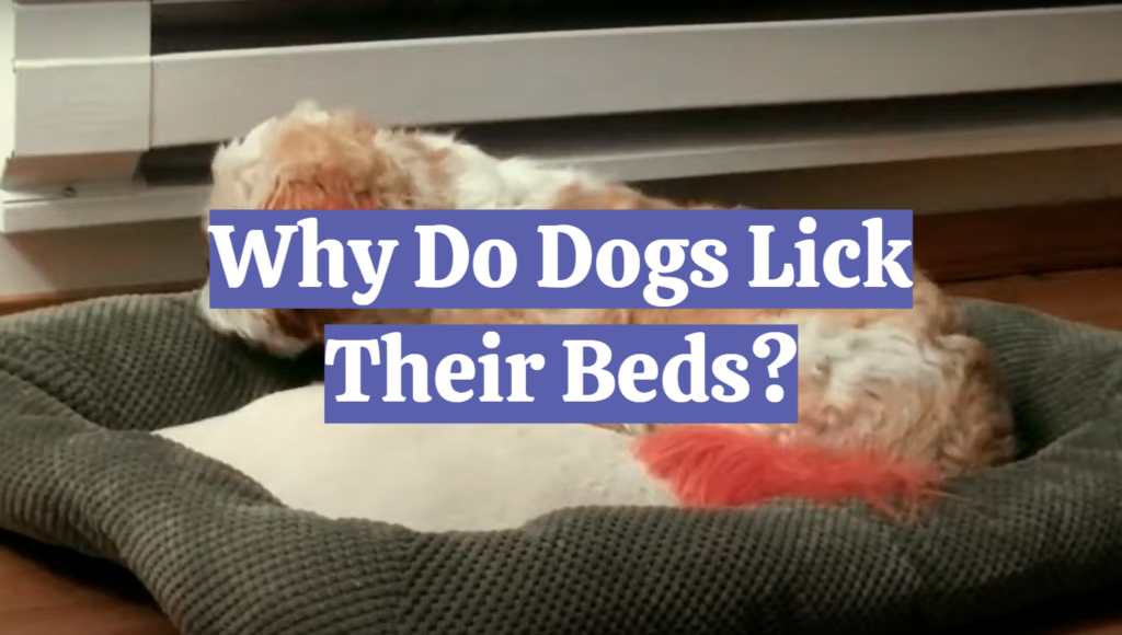 Why Do Dogs Lick Their Beds? DogAdvices