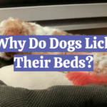 Why Do Dogs Lick Their Beds?