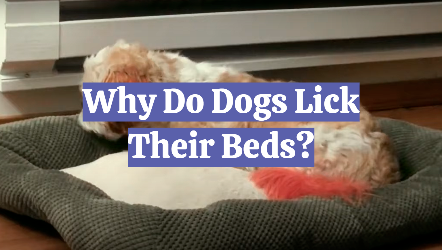 Why Do Dogs Lick Their Beds?