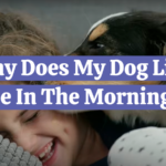 Why Does My Dog Lick Me In The Morning?