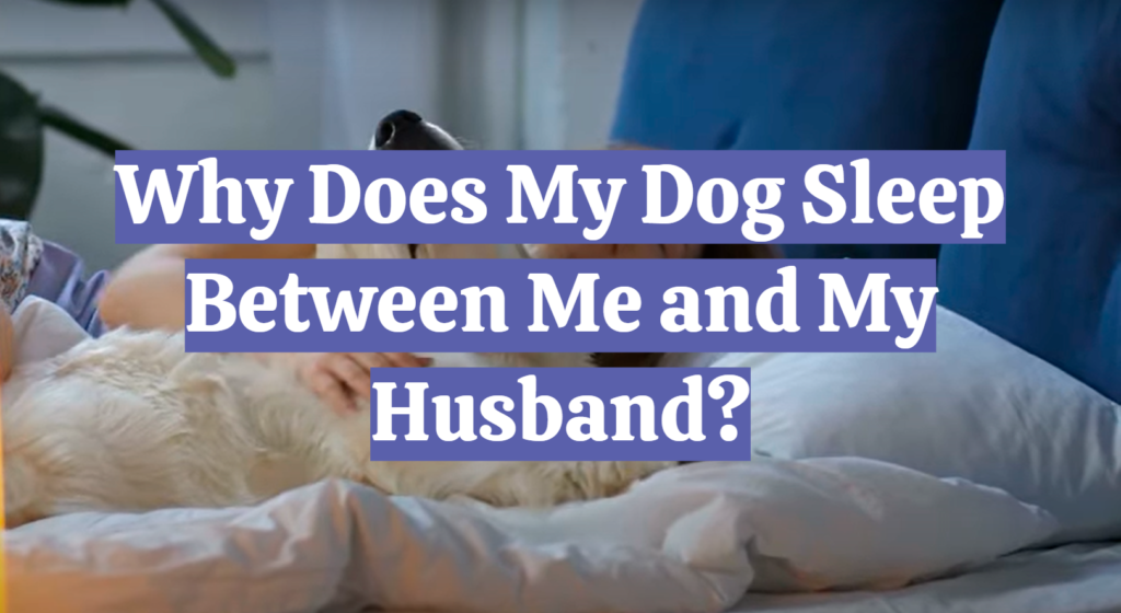 Why Does My Dog Sleep Between Me and My Husband? - DogAdvices