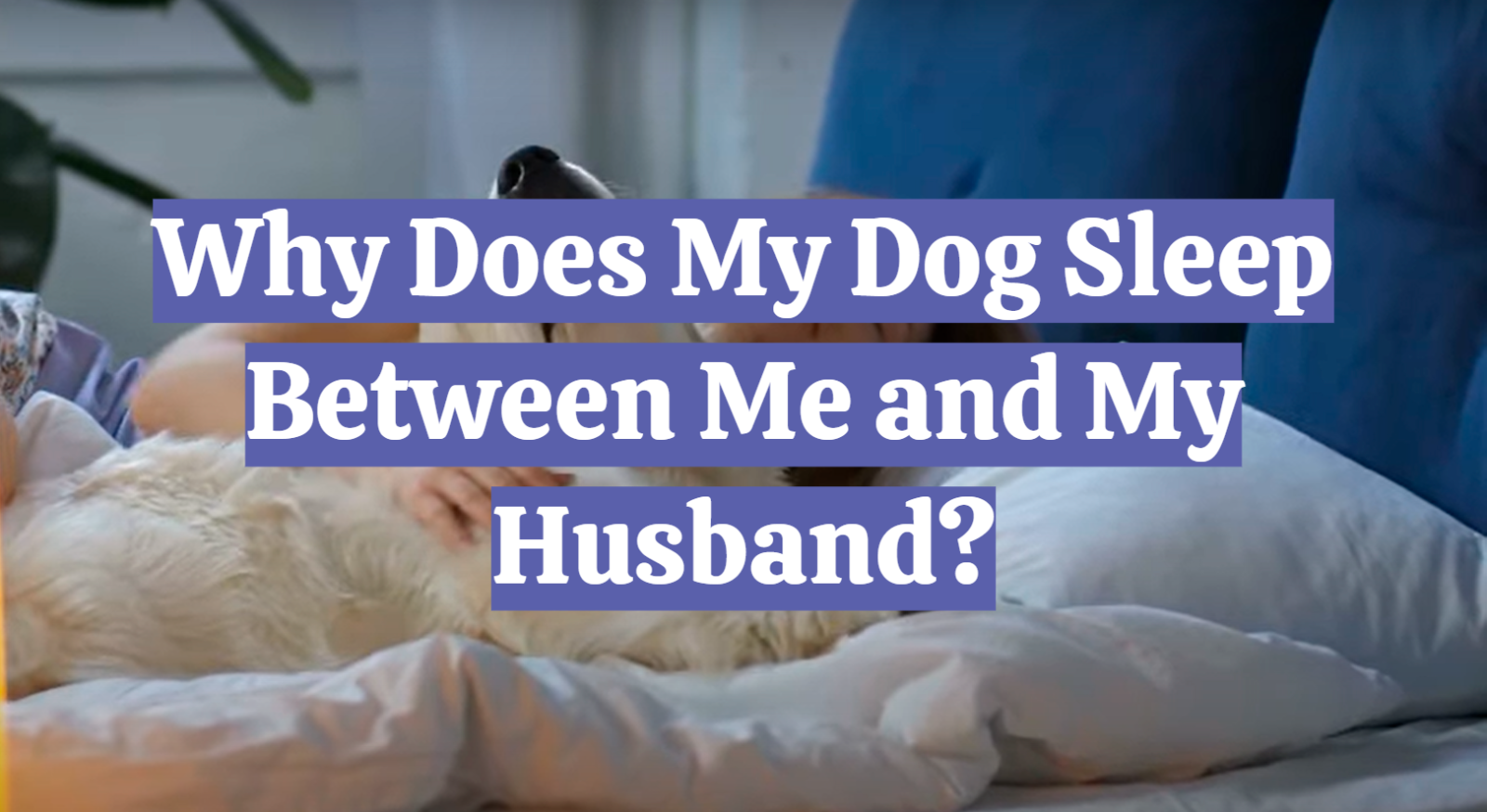 Why Does My Dog Sleep Between Me and My Husband?