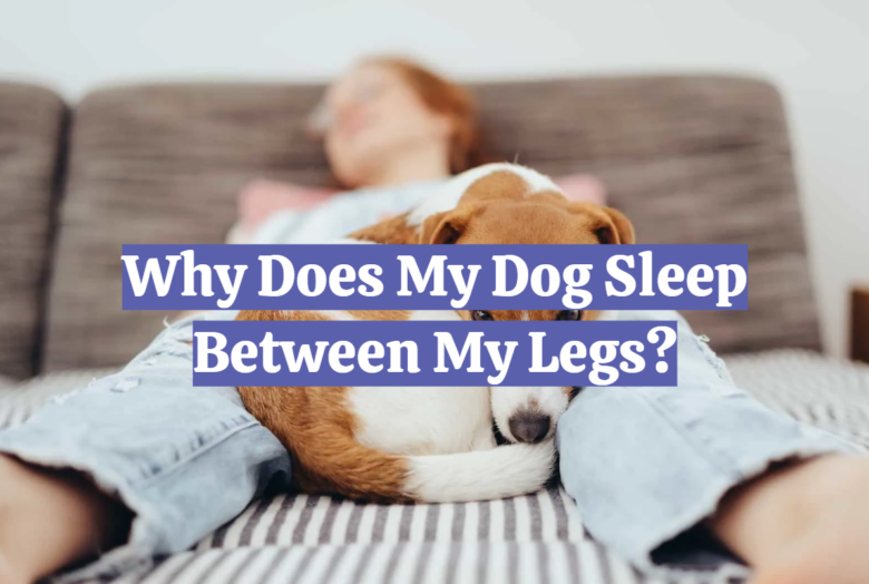 Why Does My Dog Sleep Between My Legs? DogAdvices