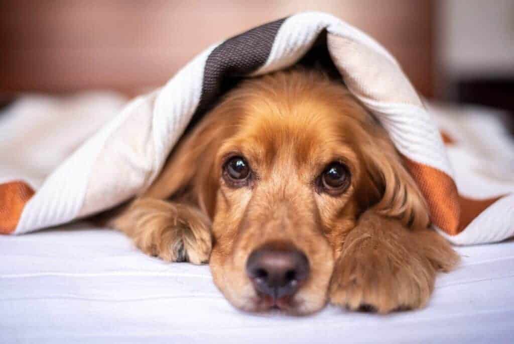 Reasons Why Dogs May Lick Blankets