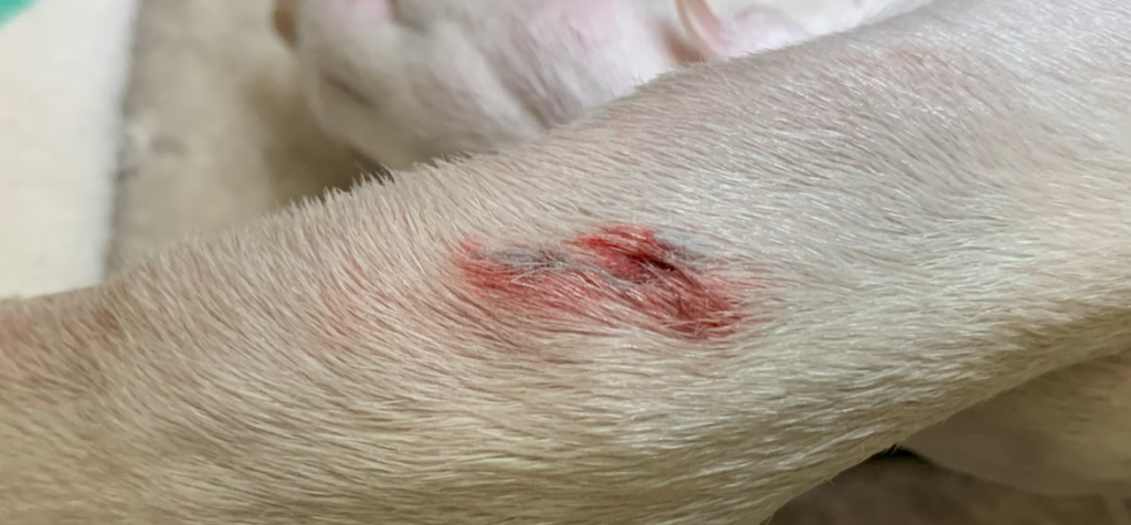 Can a dog's wound heal without stitches