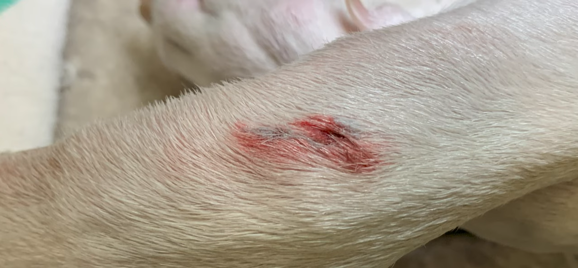 How Much Do Dog Stitches Cost? DogAdvices