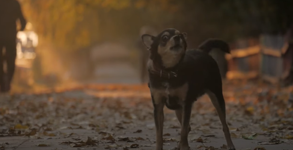 Changing The Barking Behavior