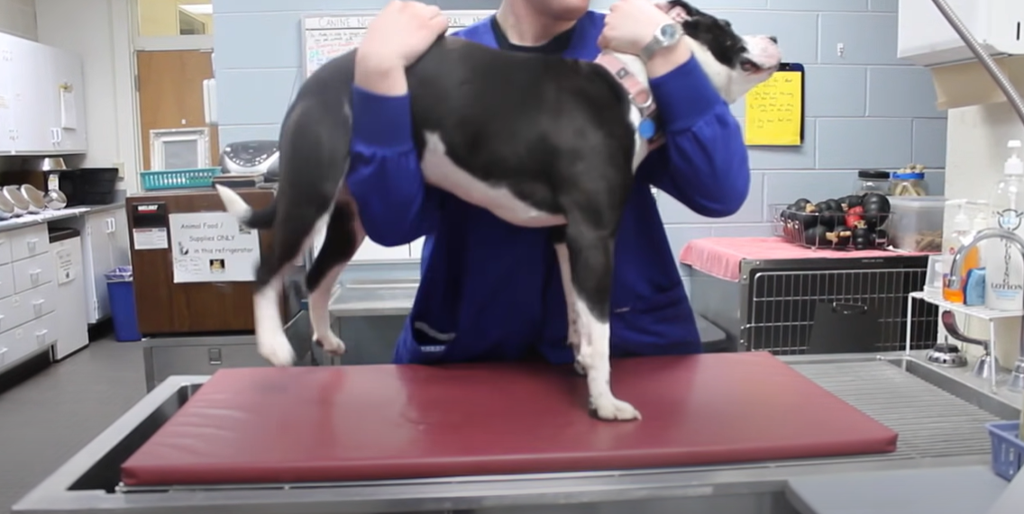 How to Restrain a Dog While Grooming? DogAdvices