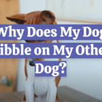Why Does My Dog Nibble on My Other Dog?