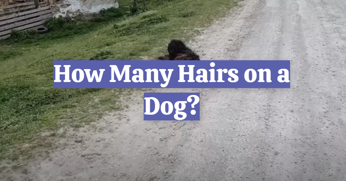 How Many Hairs on a Dog?