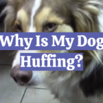 Why Is My Dog Huffing?
