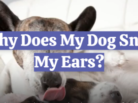 Why Does My Dog Sniff My Ears?