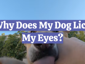 Why Does My Dog Lick My Eyes?