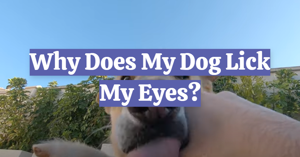 Why Does My Dog Lick My Eyes?