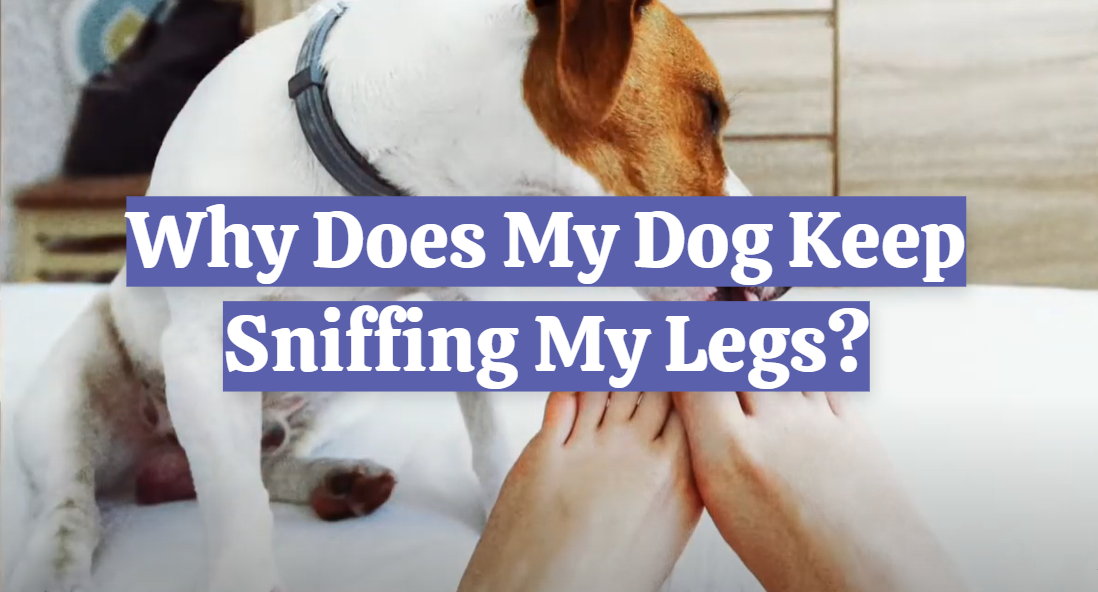 Why Does My Dog Keep Sniffing My Legs?