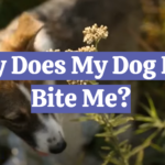 Why Does My Dog Flea Bite Me?