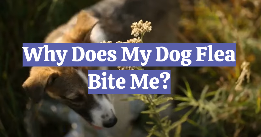 Why Does My Dog Flea Bite Me?
