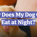 Why Does My Dog Only Eat at Night?