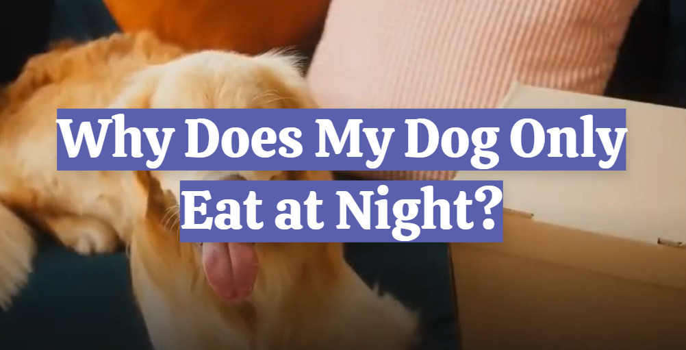Why Does My Dog Only Eat at Night?