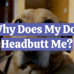 Why Does My Dog Headbutt Me?
