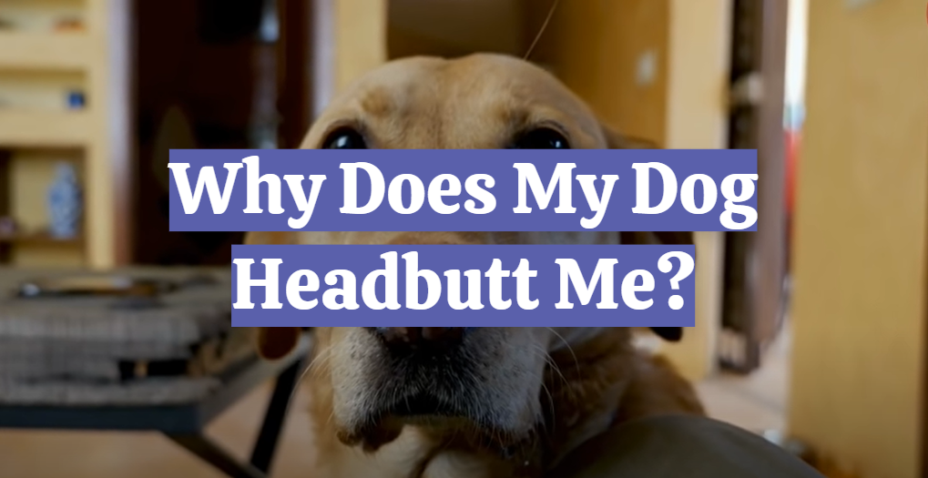 Why Does My Dog Headbutt Me?