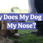 Why Does My Dog Bite My Nose?