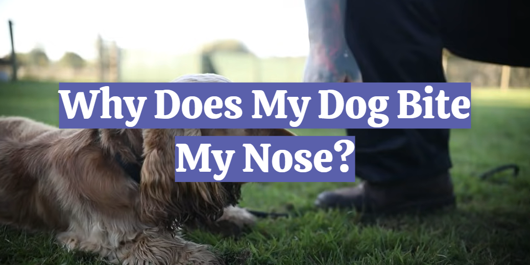 Why Does My Dog Bite My Nose?