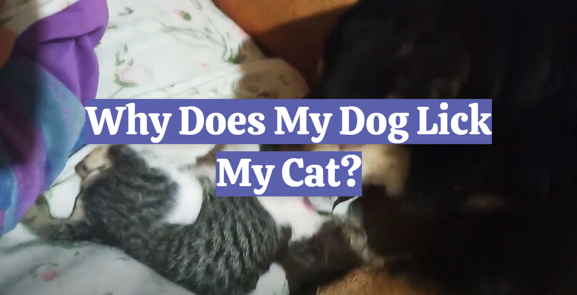 Why Does My Dog Lick My Cat?