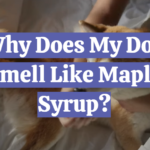 Why Does My Dog Smell Like Maple Syrup?