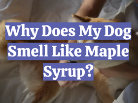 Why Does My Dog Smell Like Maple Syrup?