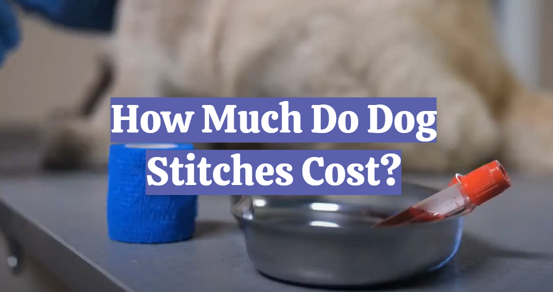 How Much Do Dog Stitches Cost?