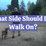What Side Should Dog Walk On?