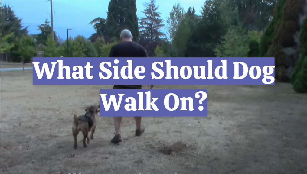 What Side Should Dog Walk On?