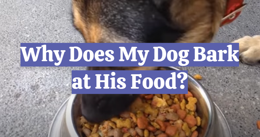 Why Does My Dog Bark at His Food?