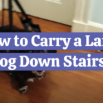 How to Carry a Large Dog Down Stairs?