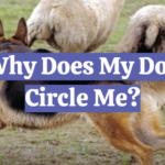 Why Does My Dog Circle Me?