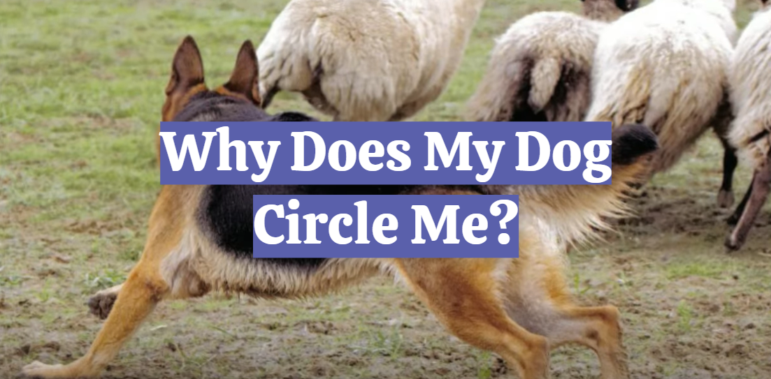 Why Does My Dog Circle Me?