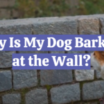 Why Is My Dog Barking at the Wall?