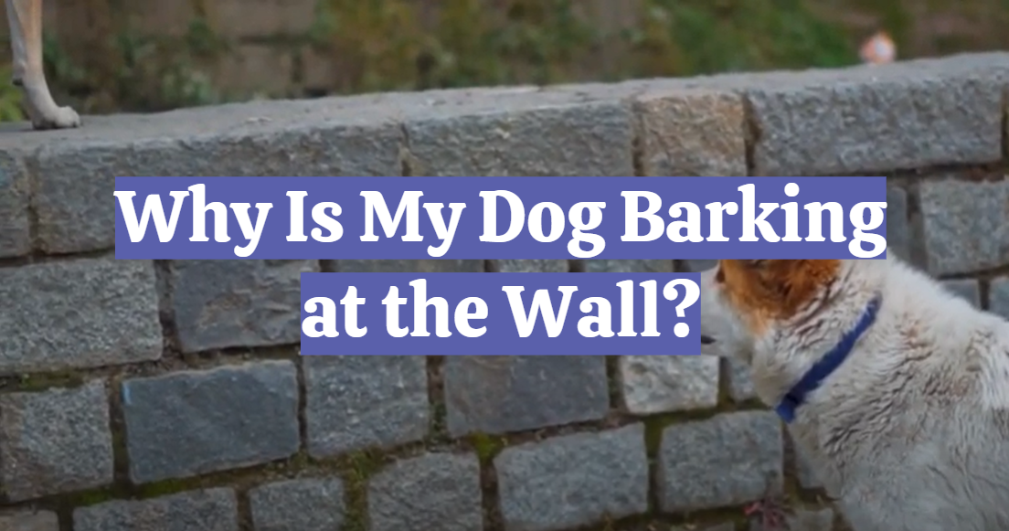 Why Is My Dog Barking at the Wall?