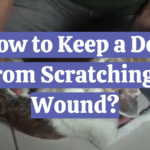 How to Keep a Dog From Scratching a Wound?