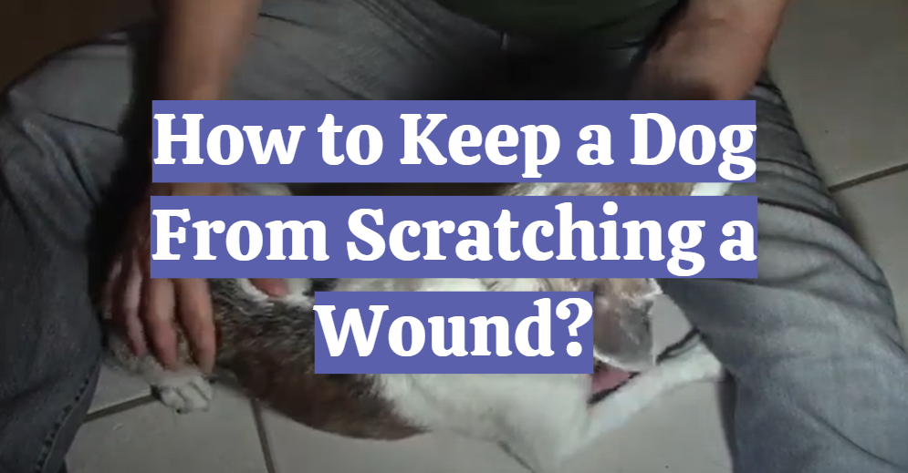 How to Keep a Dog From Scratching a Wound?