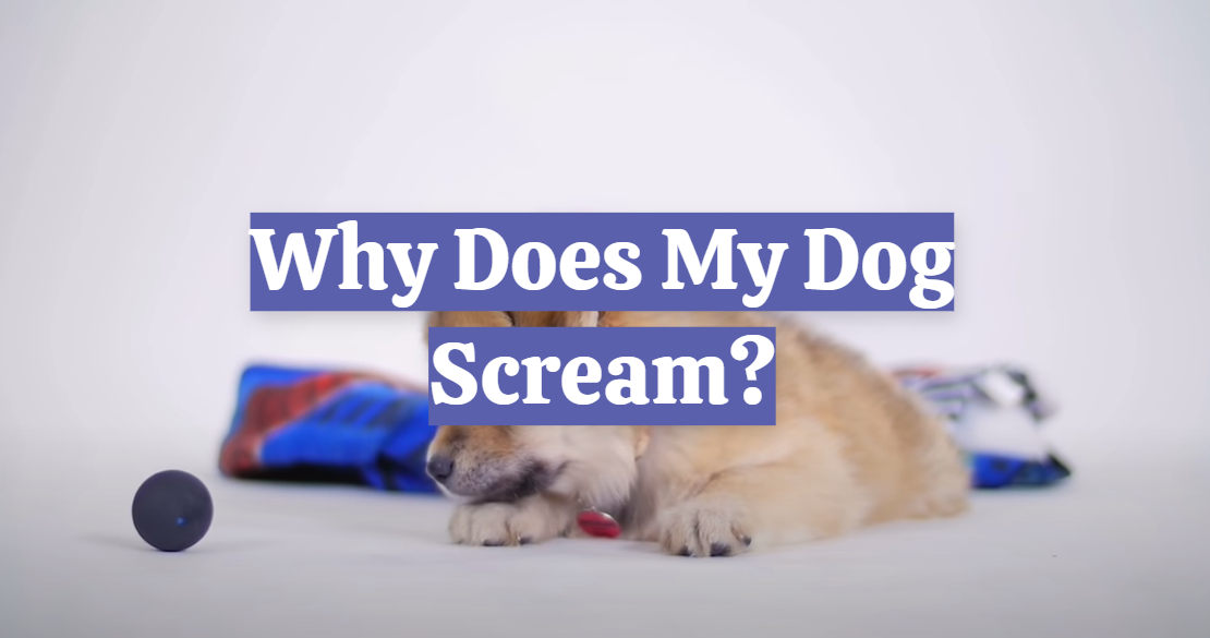 Why Does My Dog Scream?
