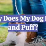 Why Does My Dog Huff and Puff?