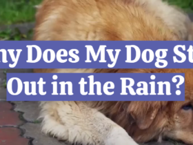 Why Does My Dog Stay Out in the Rain?