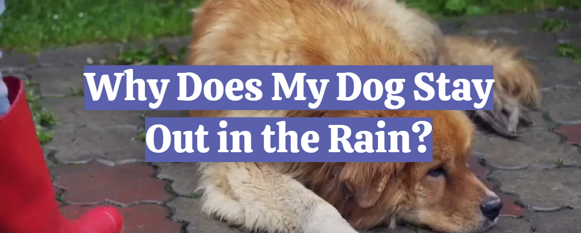 Why Does My Dog Stay Out in the Rain?