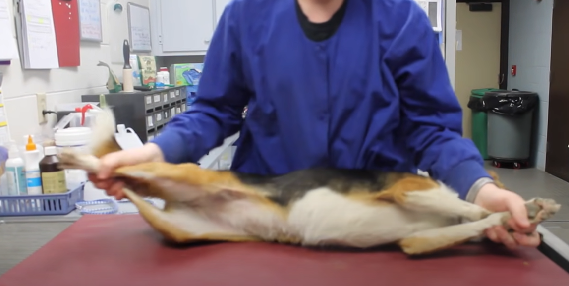 How to Restrain a Dog While Grooming? DogAdvices