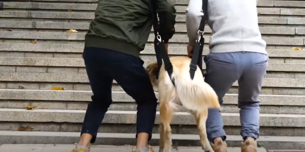 How do you carry a heavy dog down stairs