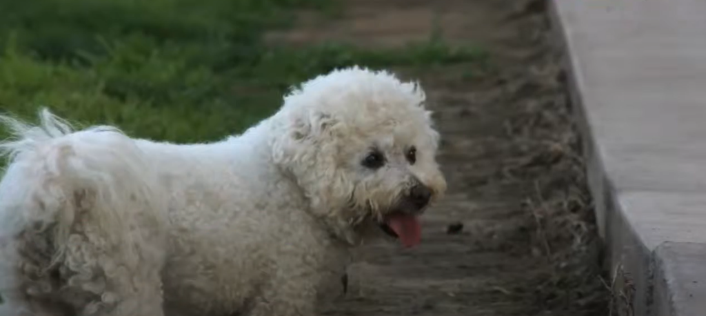 How many hairs per square inch on a dog