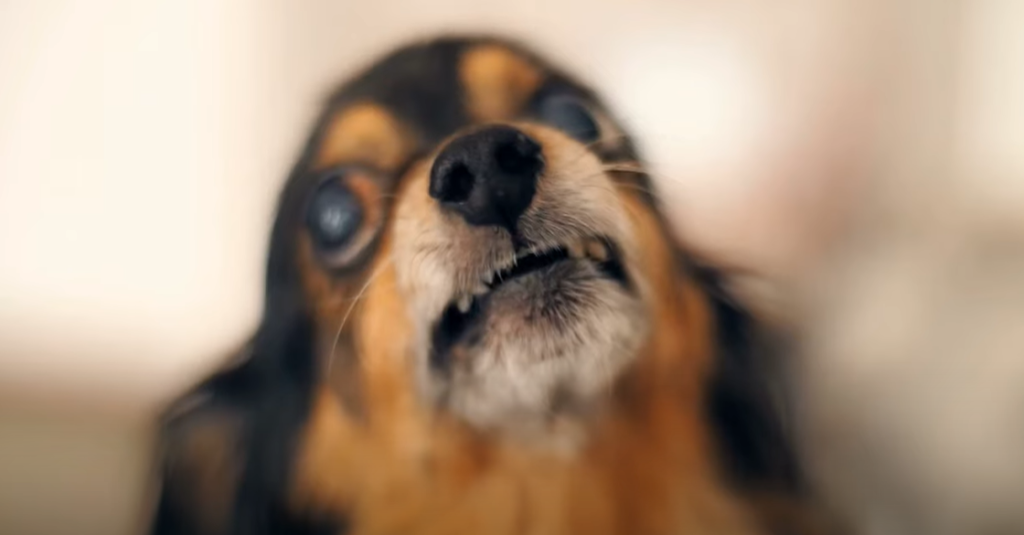 How Many Layers Of Hair Do Dogs Have?