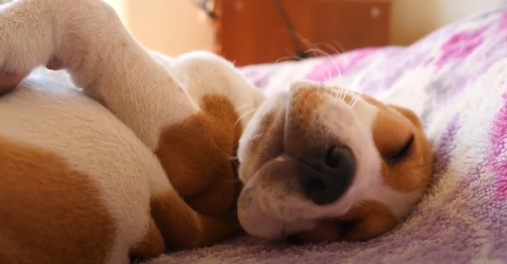 Reasons Your Dog Buries His Head In The Couch